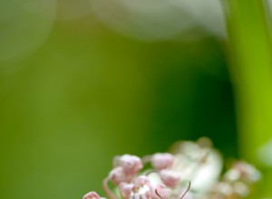 7 Consejos Expertos para Atraer Mariposas Monarca a Tu Jardín
