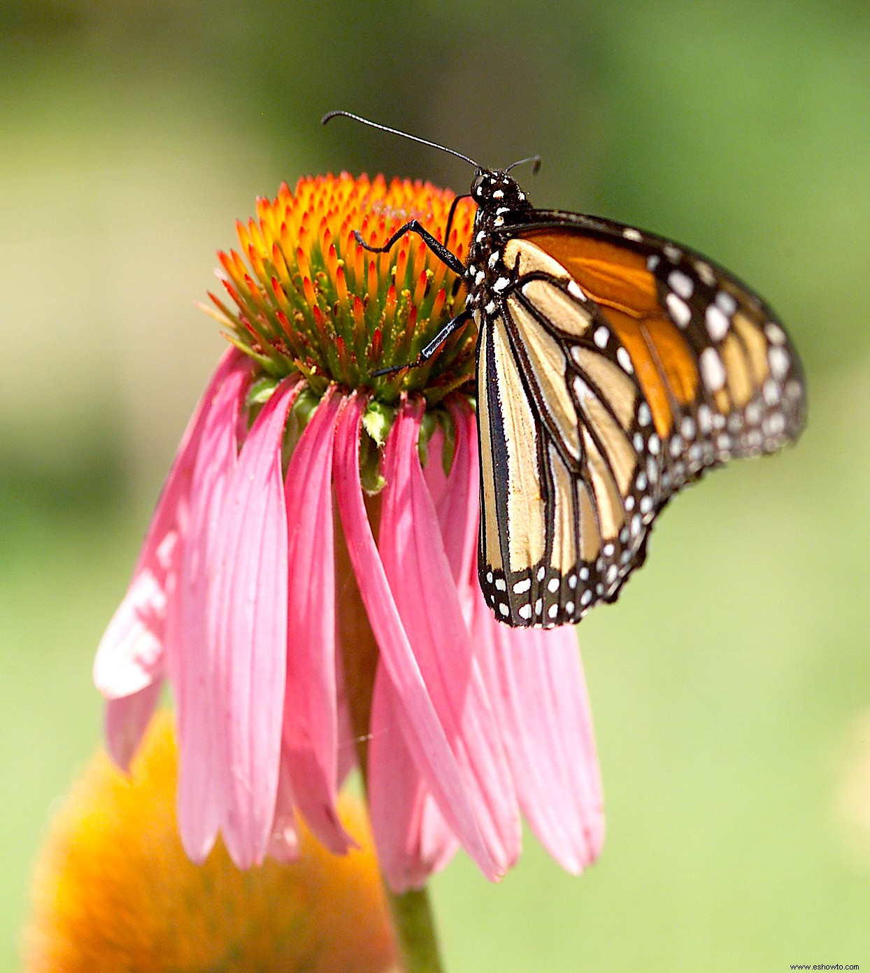 Cómo atraer mariposas monarca a tu jardín 