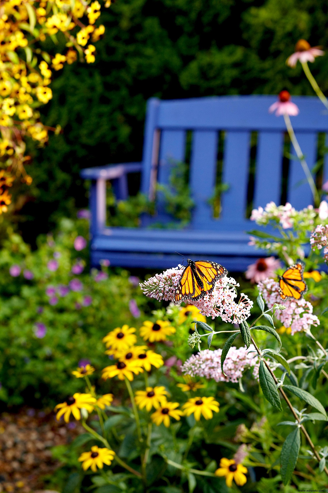 Cómo atraer mariposas monarca a tu jardín 