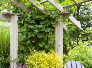 Los 7 Mejores Arbustos para Contenedores: Fáciles, Resistentes y Espectaculares