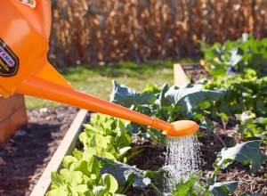 Guía esencial de jardinería orgánica en camas elevadas: Fundamentos y consejos expertos