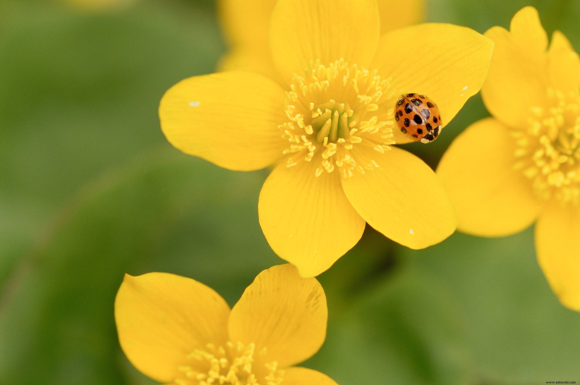 Los fundamentos de la jardinería orgánica en camas de jardín elevadas 