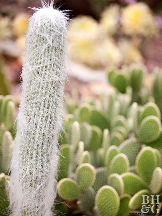 Cómo iniciar un jardín de cactus 