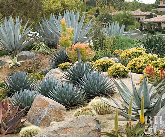 Cómo iniciar un jardín de cactus 