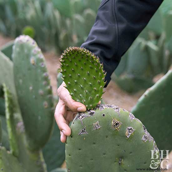 Cómo iniciar un jardín de cactus 