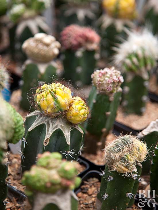 Cómo iniciar un jardín de cactus 