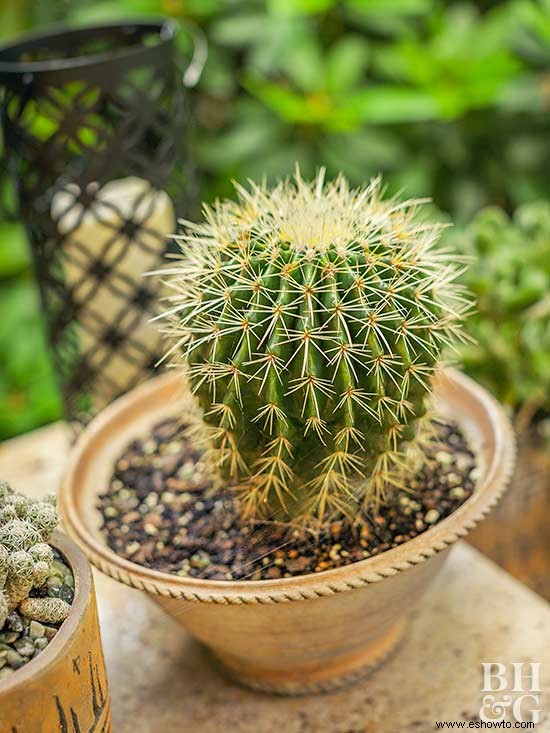 Cómo iniciar un jardín de cactus 