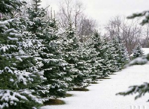 Guía experta: Cómo preparar tu césped para el invierno y lograr un verde exuberante en primavera