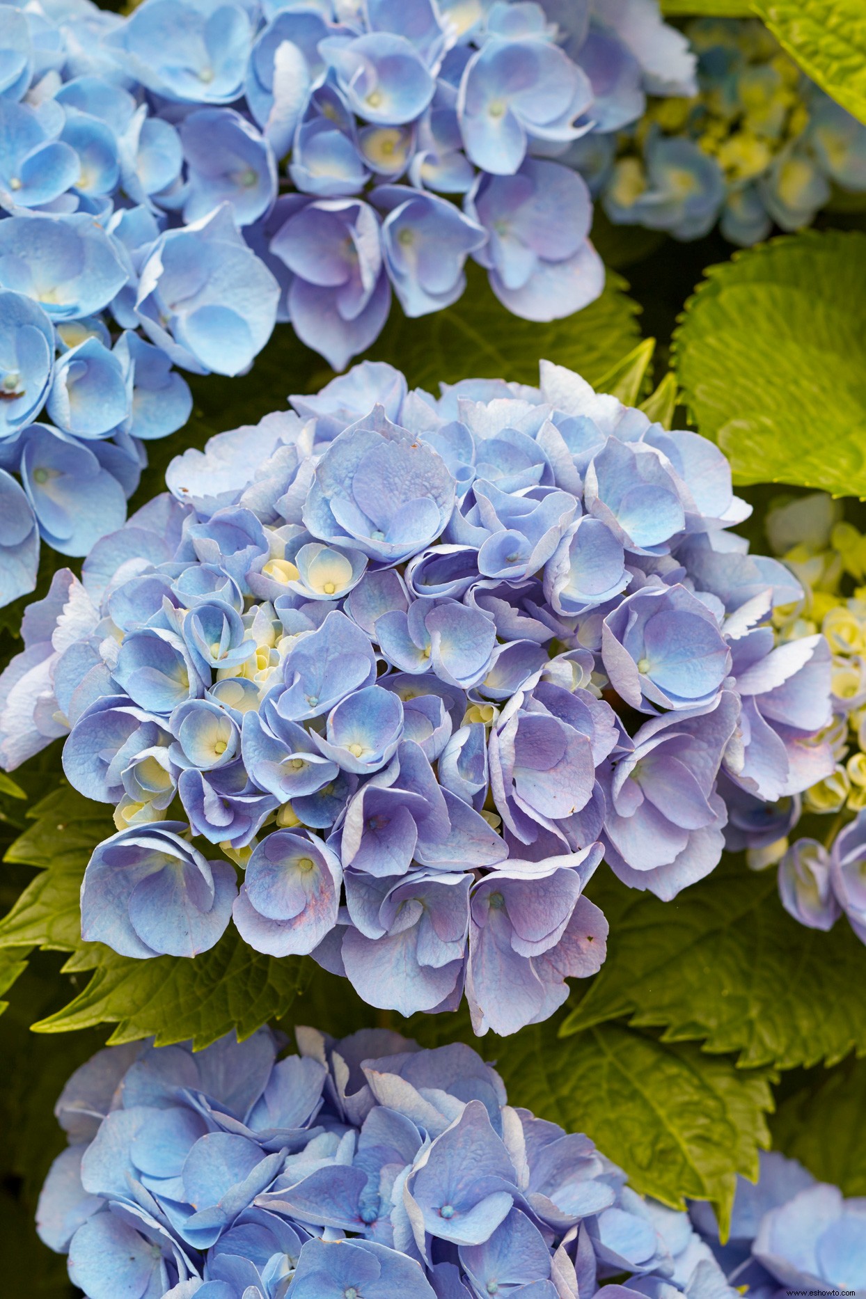 3 trucos para probar con tus hortensias y aprovechar al máximo estas hermosas flores 