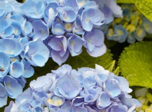 3 trucos expertos para hortensias: cambia su color, sécalas y revívelas