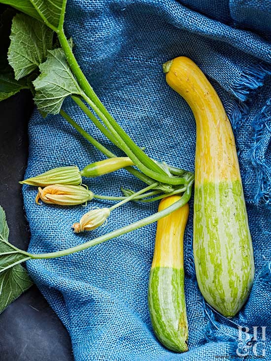 Todo sobre la calabaza de verano 