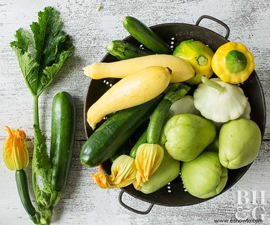 Todo sobre la calabaza de verano 