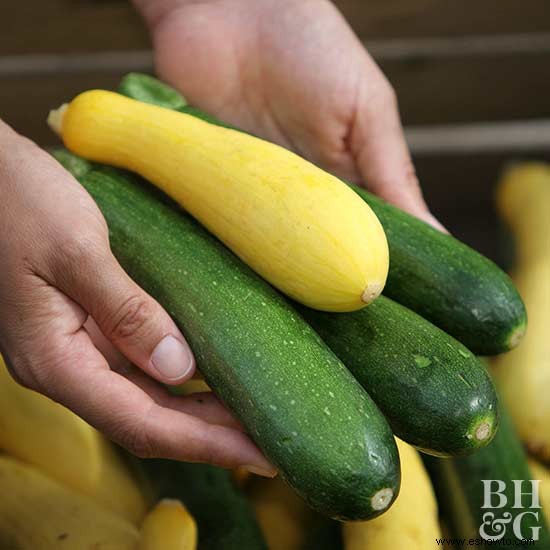 Todo sobre la calabaza de verano 