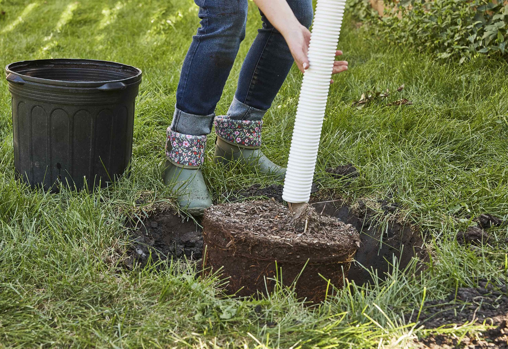 Cómo plantar un árbol nuevo en tu jardín 