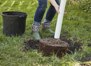 Guía paso a paso: Cómo plantar un árbol en tu jardín correctamente