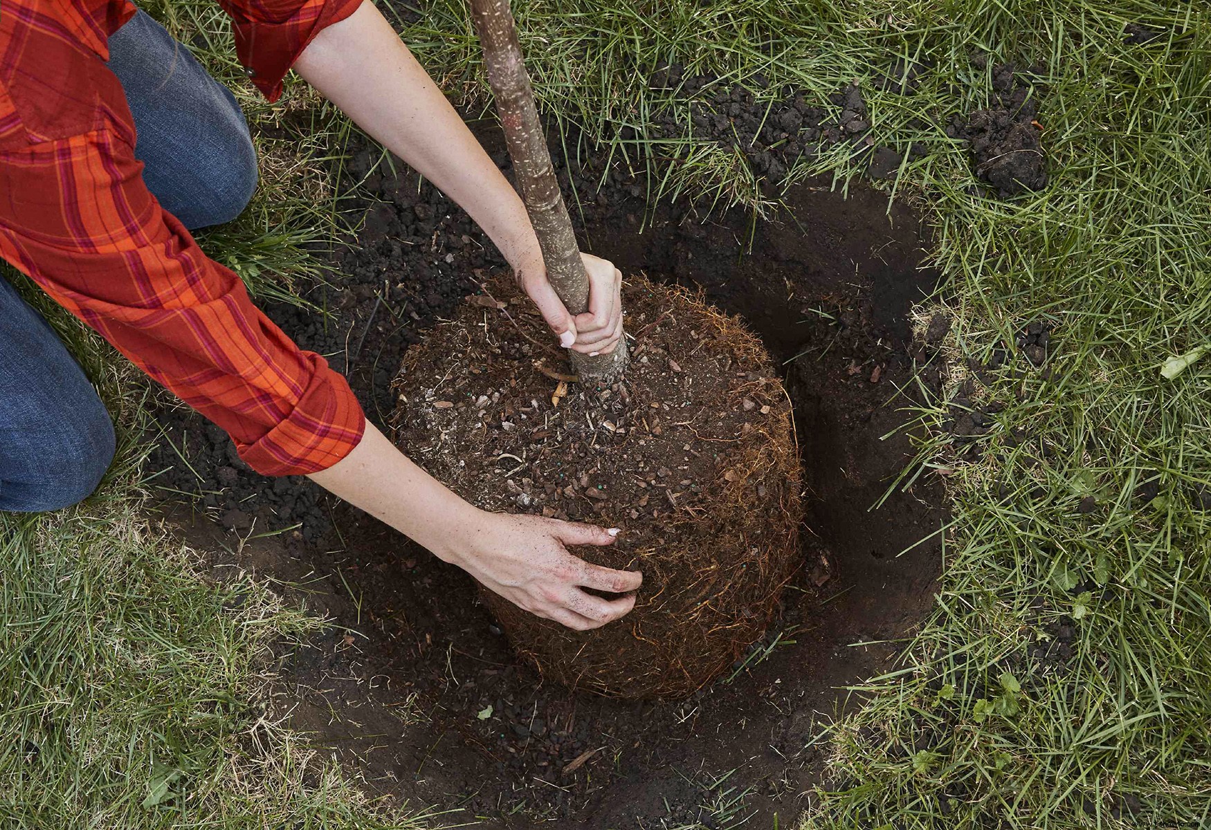 Cómo plantar un árbol nuevo en tu jardín 