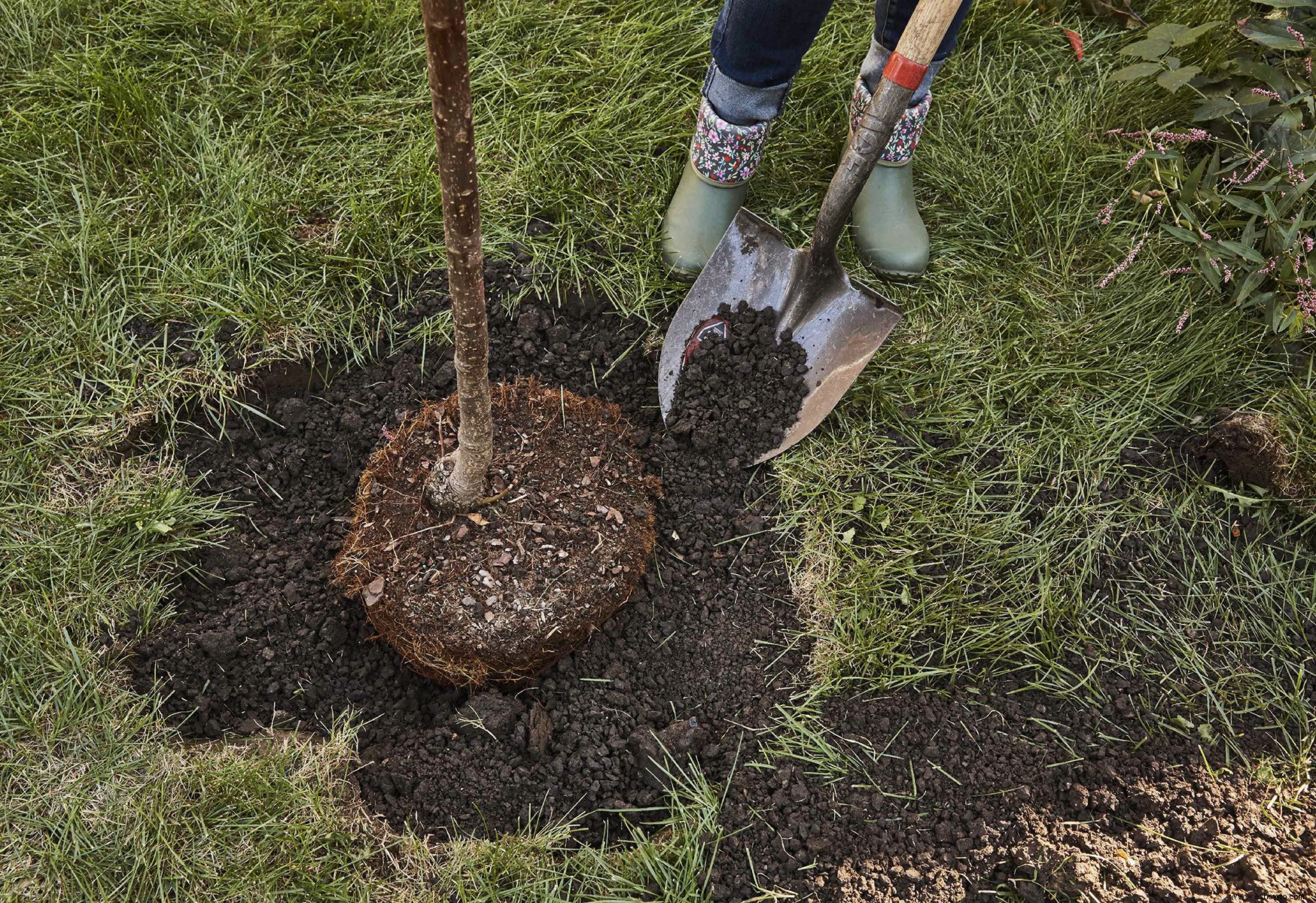 Cómo plantar un árbol nuevo en tu jardín 