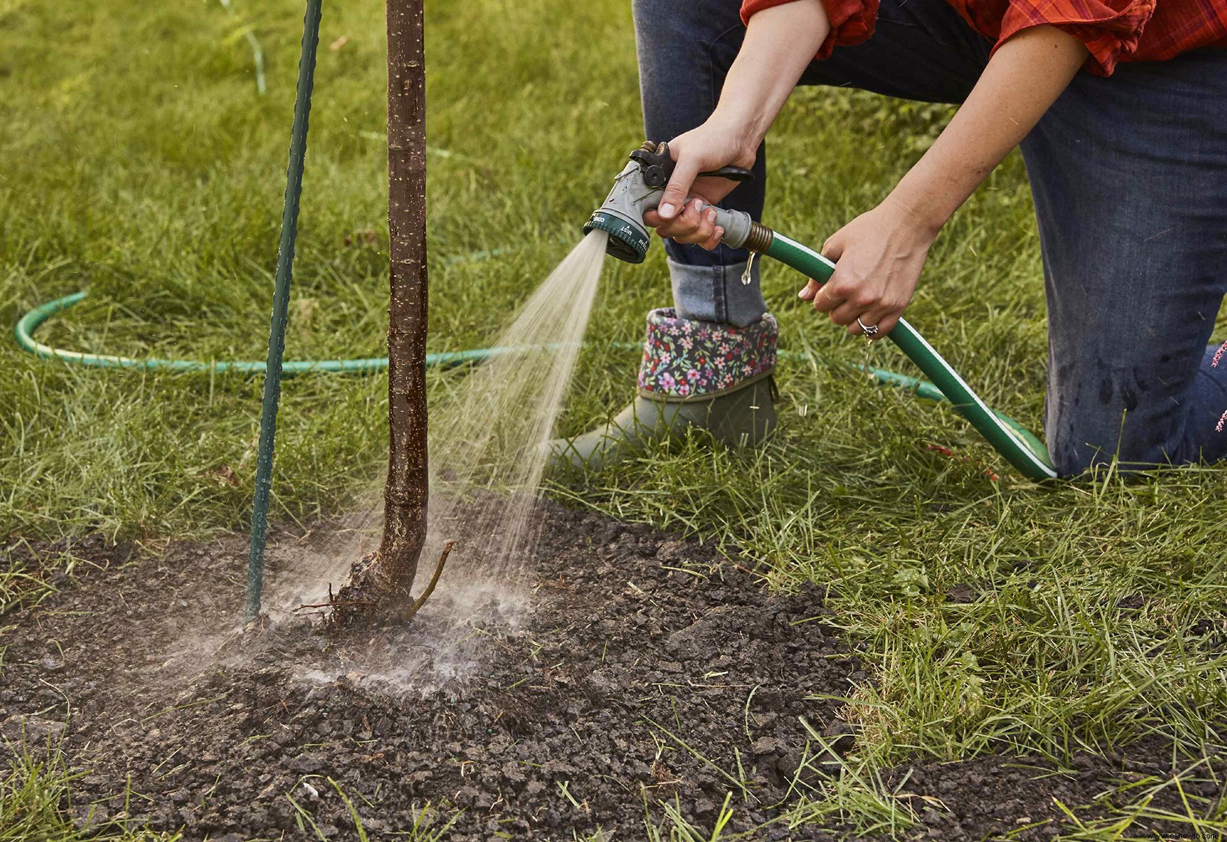 Cómo plantar un árbol nuevo en tu jardín 