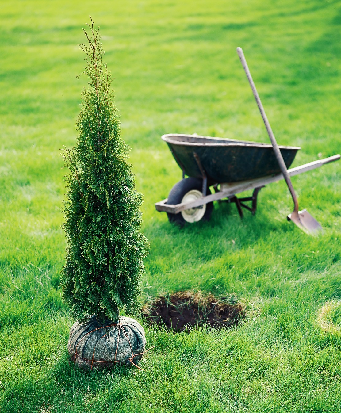 Cómo plantar un árbol nuevo en tu jardín 