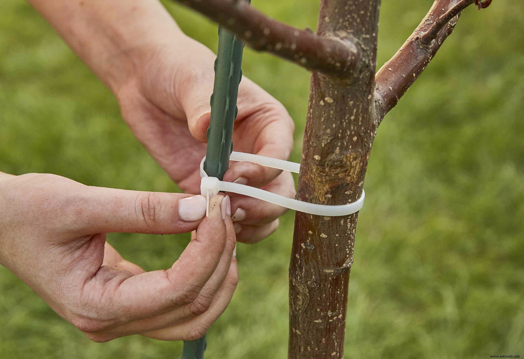 Cómo plantar un árbol nuevo en tu jardín 