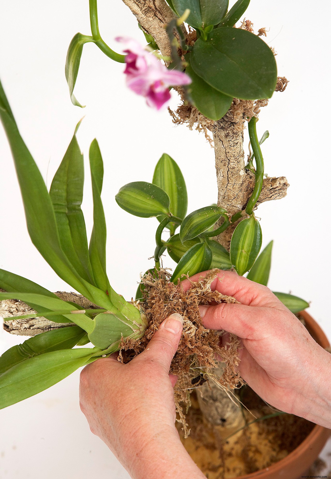 Consejos de riego de orquídeas para hermosas flores y un crecimiento saludable 