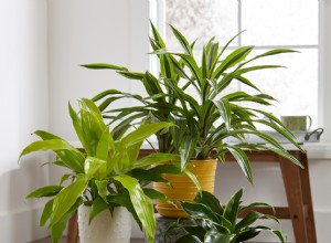 Guía experta para propagar la planta de maíz (Dracaena fragrans) y expandir tu colección de interiores