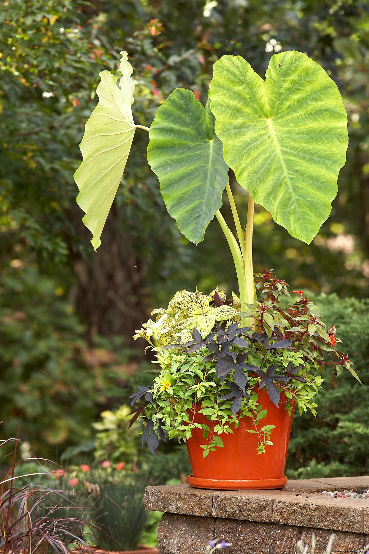 Cómo crear hermosos maceteros tropicales y jardines en macetas 