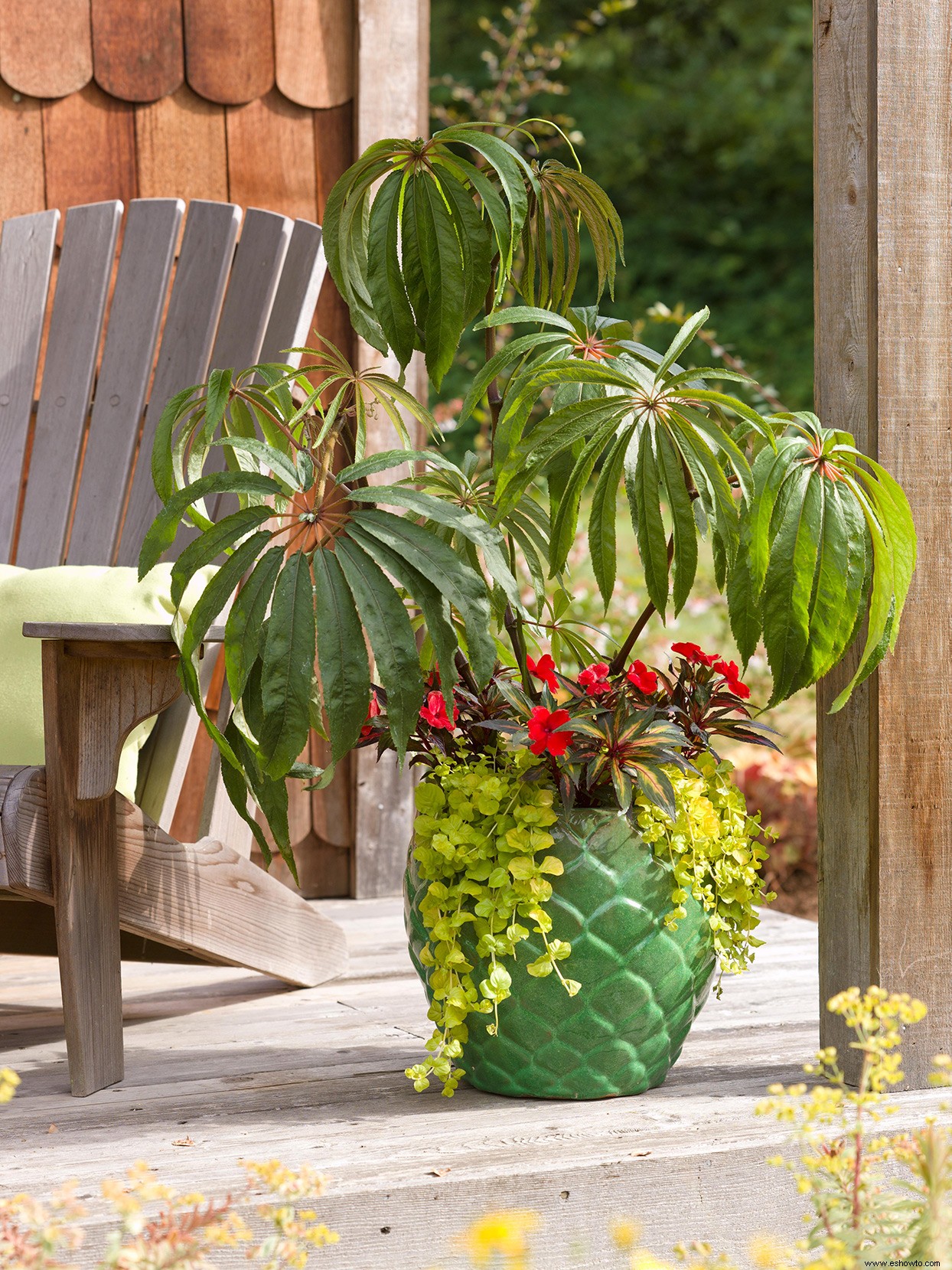 Cómo crear hermosos maceteros tropicales y jardines en macetas 