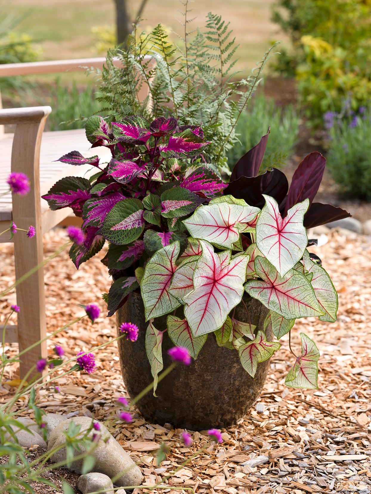 Cómo crear hermosos maceteros tropicales y jardines en macetas 