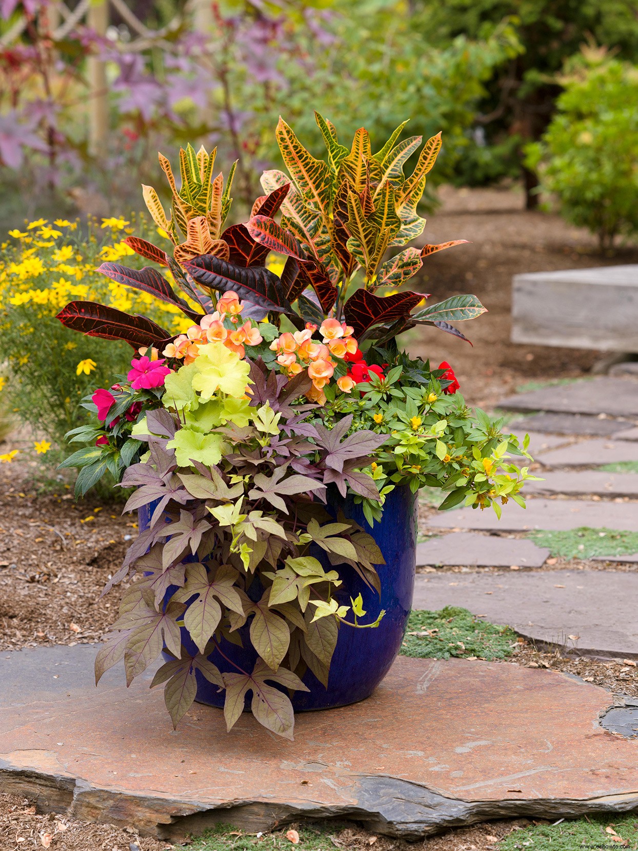 Cómo crear hermosos maceteros tropicales y jardines en macetas 