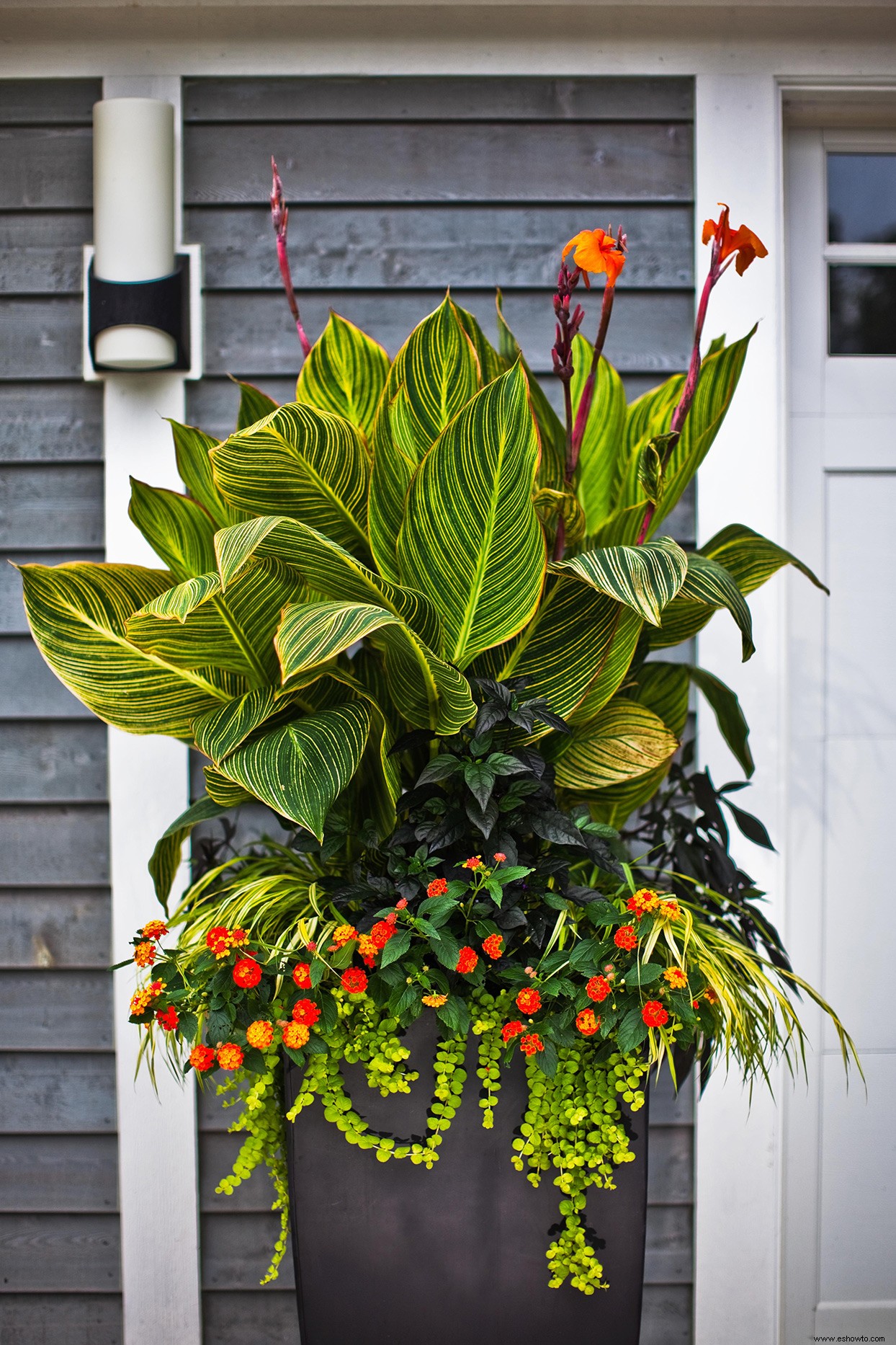 Cómo crear hermosos maceteros tropicales y jardines en macetas 