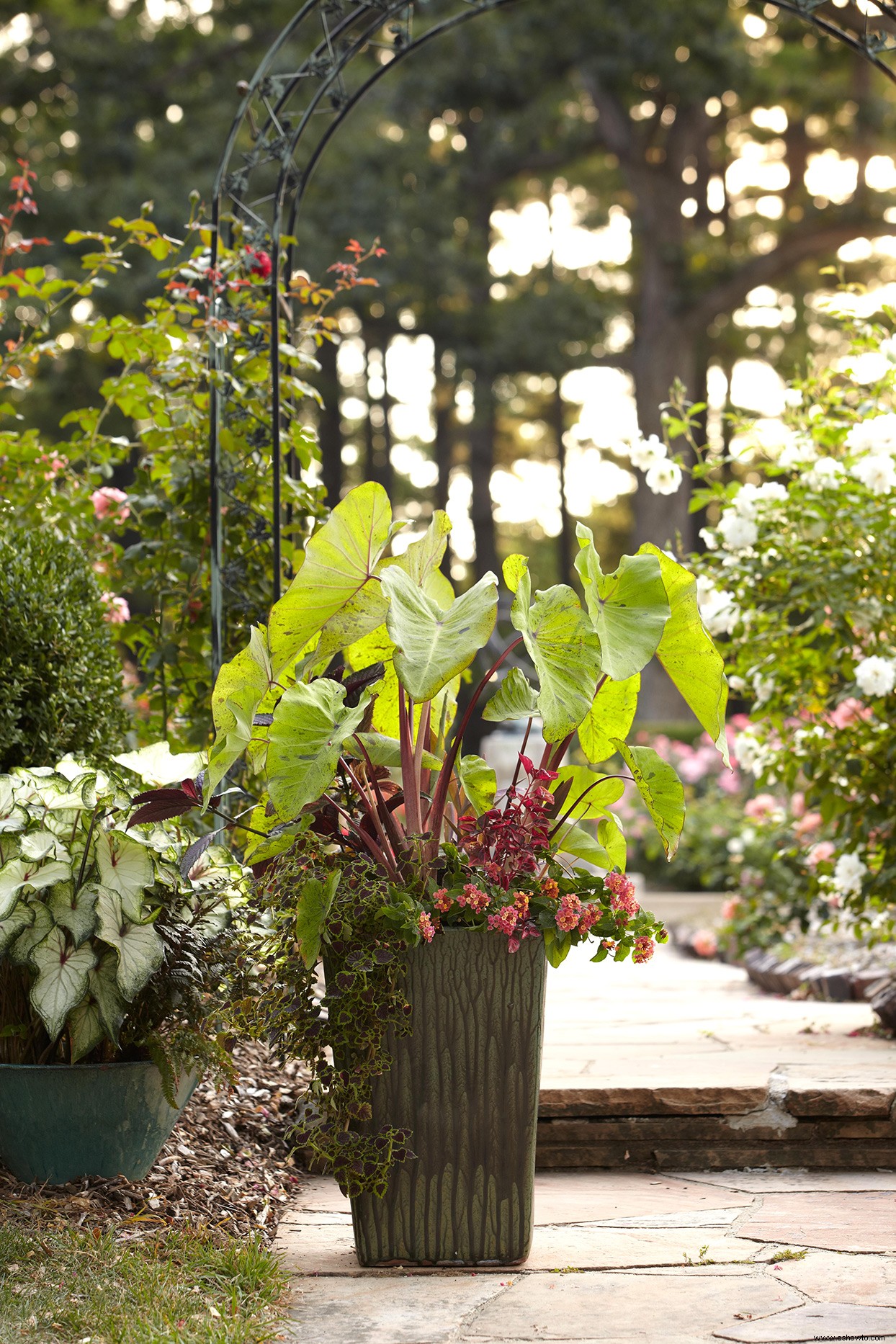 Cómo crear hermosos maceteros tropicales y jardines en macetas 