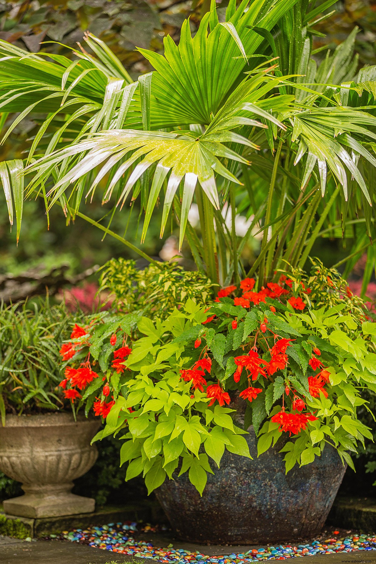Cómo crear hermosos maceteros tropicales y jardines en macetas 