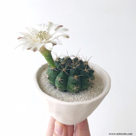 Joanna Gaines está obsesionada con estos maceteros de cactus en miniatura (y nosotros también) 