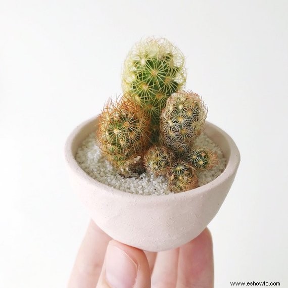 Joanna Gaines está obsesionada con estos maceteros de cactus en miniatura (y nosotros también) 