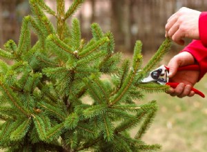 Guía Experta: Cómo Podar Árboles y Arbustos de Hoja Perenne para Mantenerlos Hermosos y Saludables Todo el Año