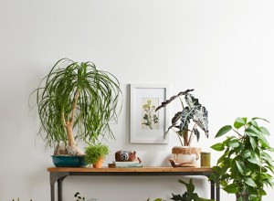 Guía experta: Cómo decorar con plantas de interior para revitalizar tu hogar con energía fresca