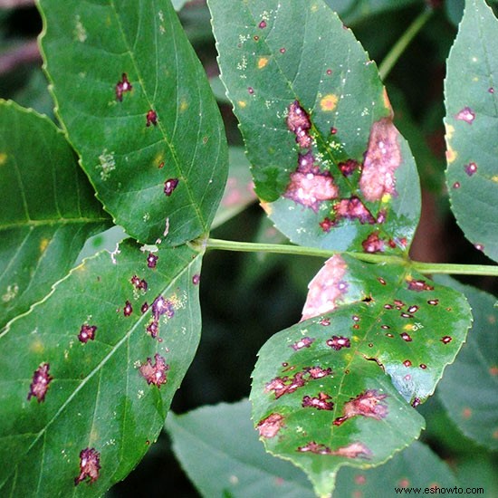 Cómo solucionar problemas comunes de plantas de interior 