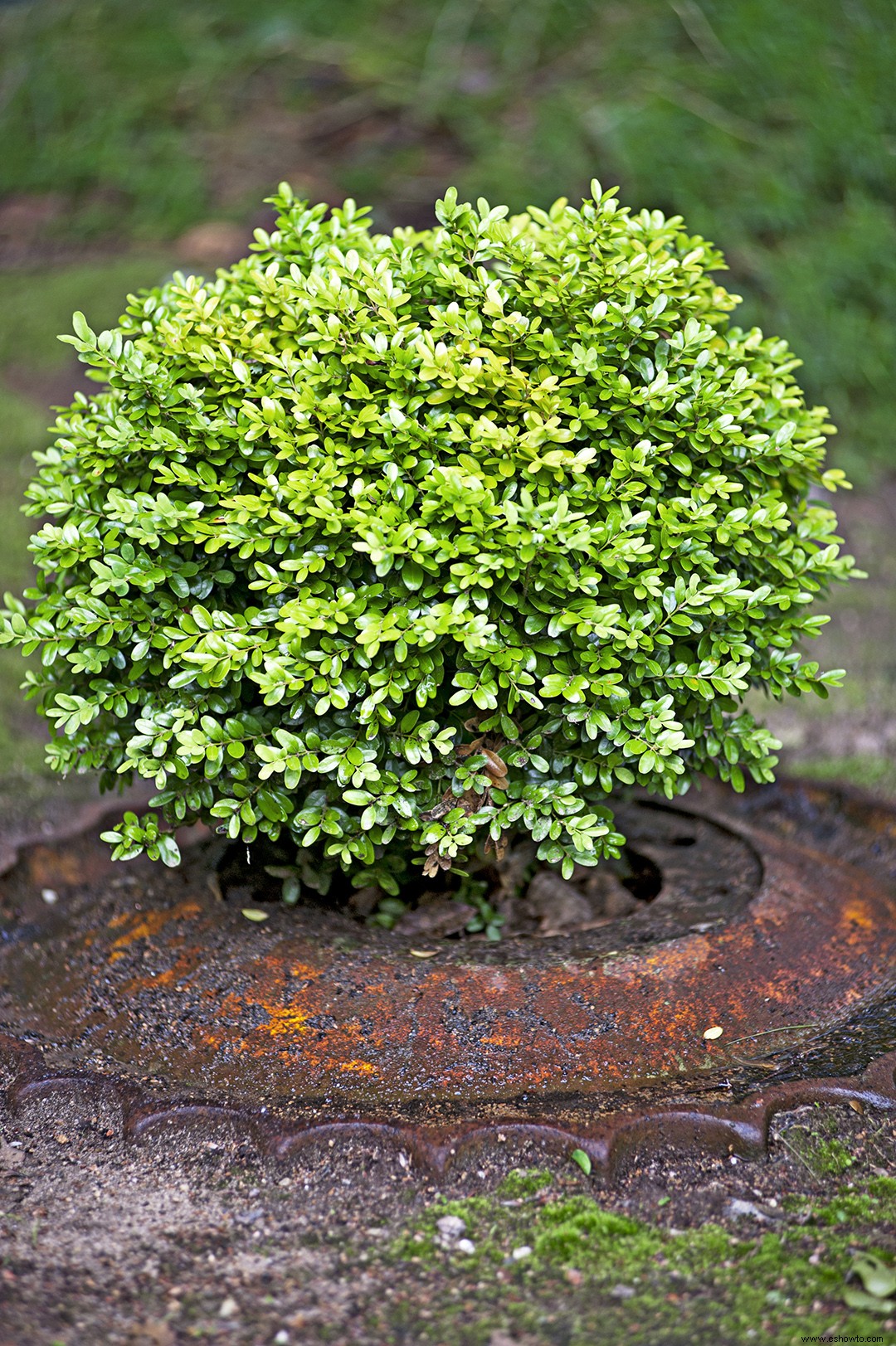 Las 7 mejores plantas para crecer en un paisaje inclinado 