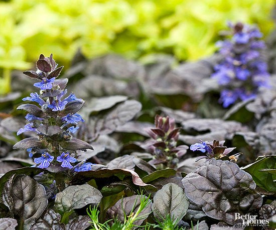 Las 7 mejores plantas para crecer en un paisaje inclinado 