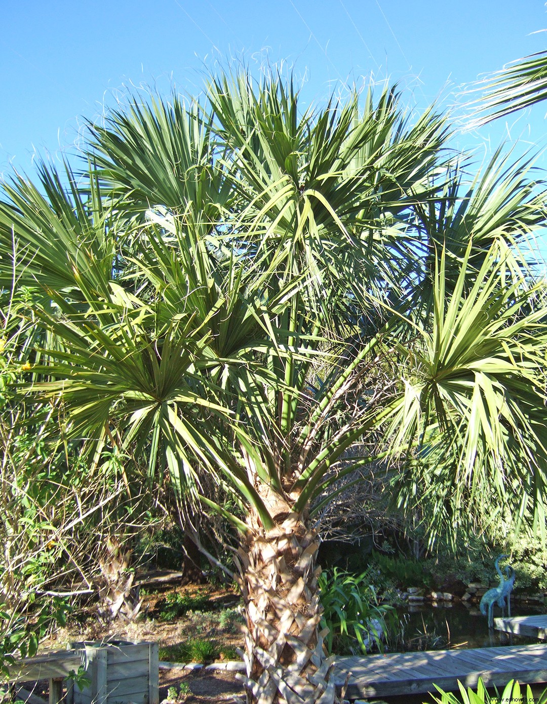 Averigüe el árbol oficial de su estado 