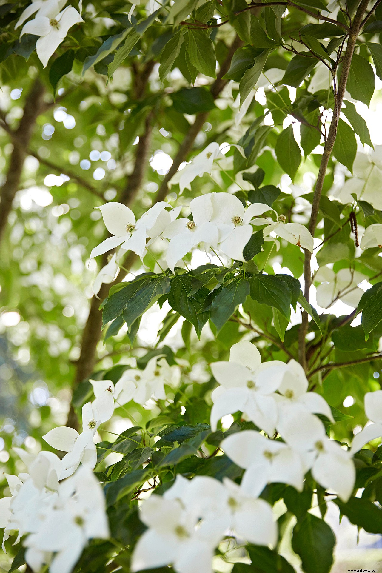 Averigüe el árbol oficial de su estado 