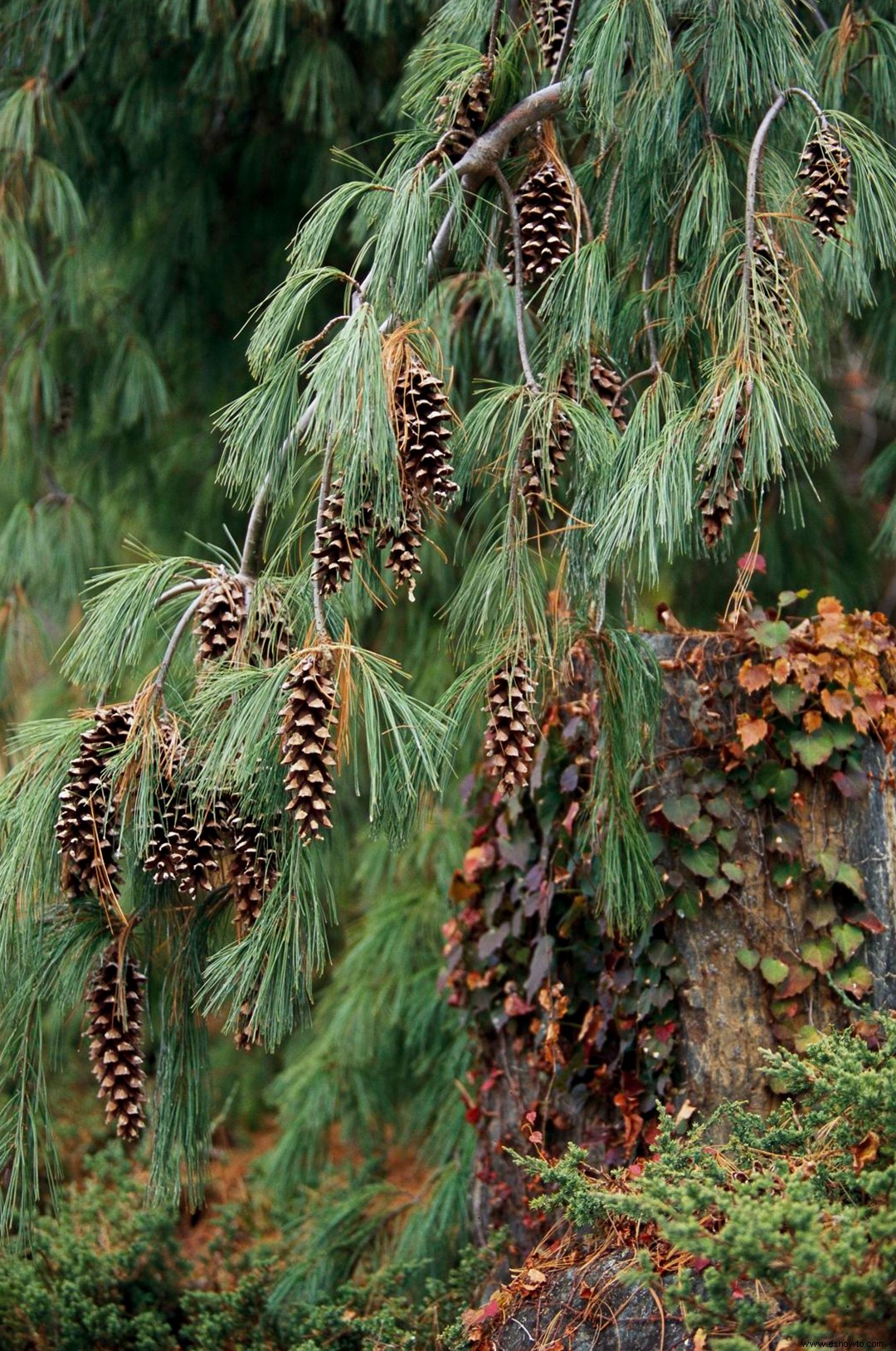 Averigüe el árbol oficial de su estado 