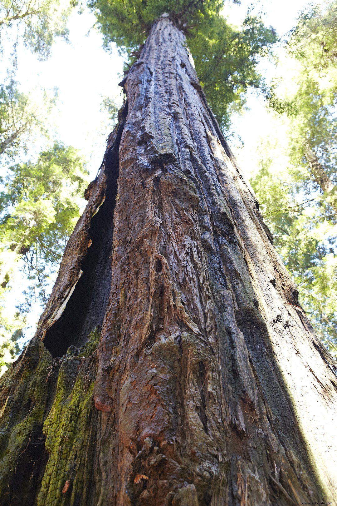 Averigüe el árbol oficial de su estado 