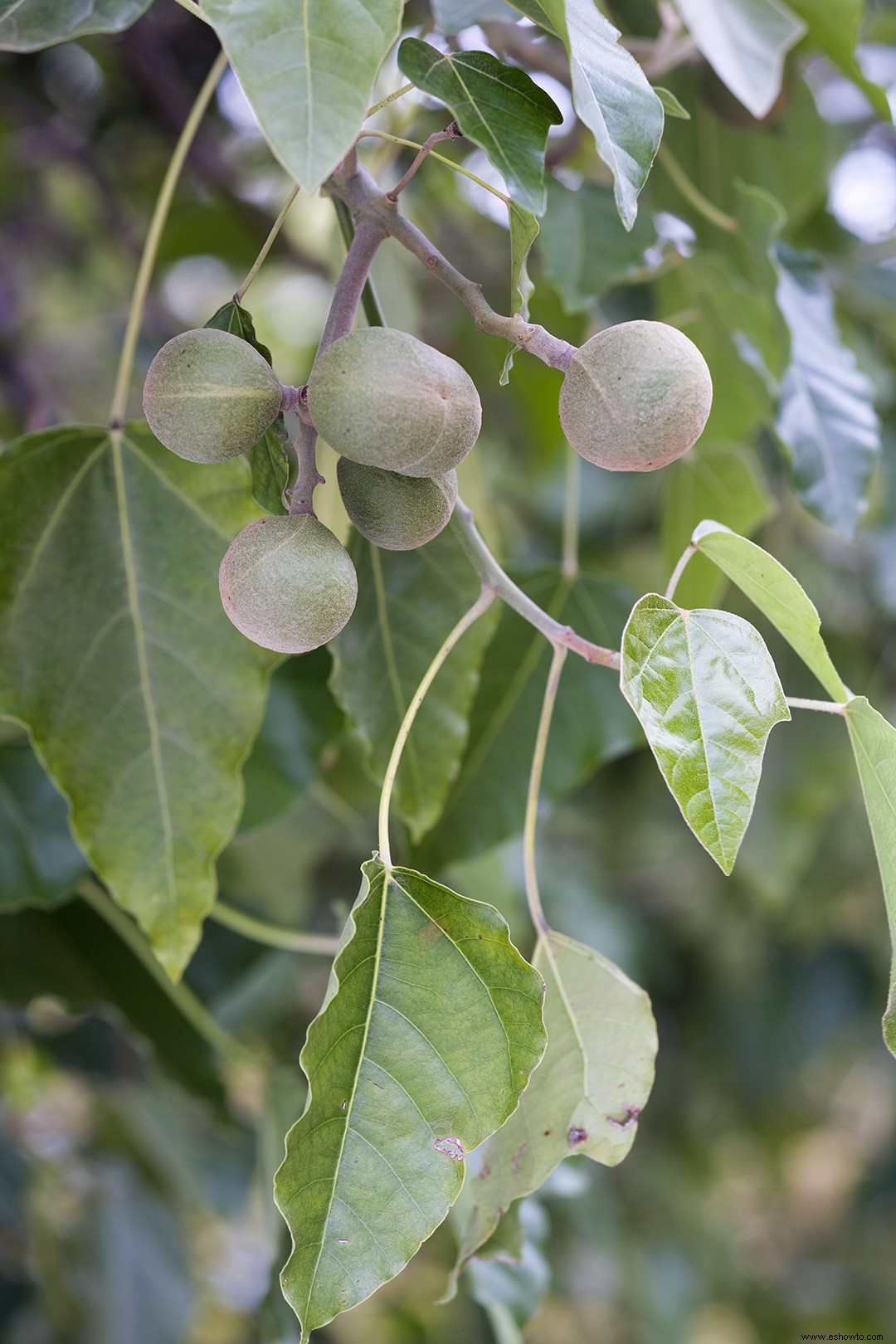 Averigüe el árbol oficial de su estado 