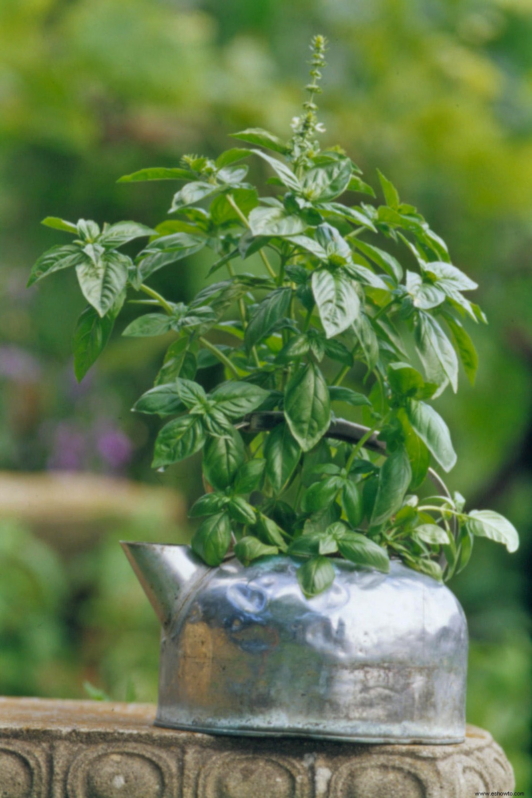 Cómo construir un jardín hidropónico 