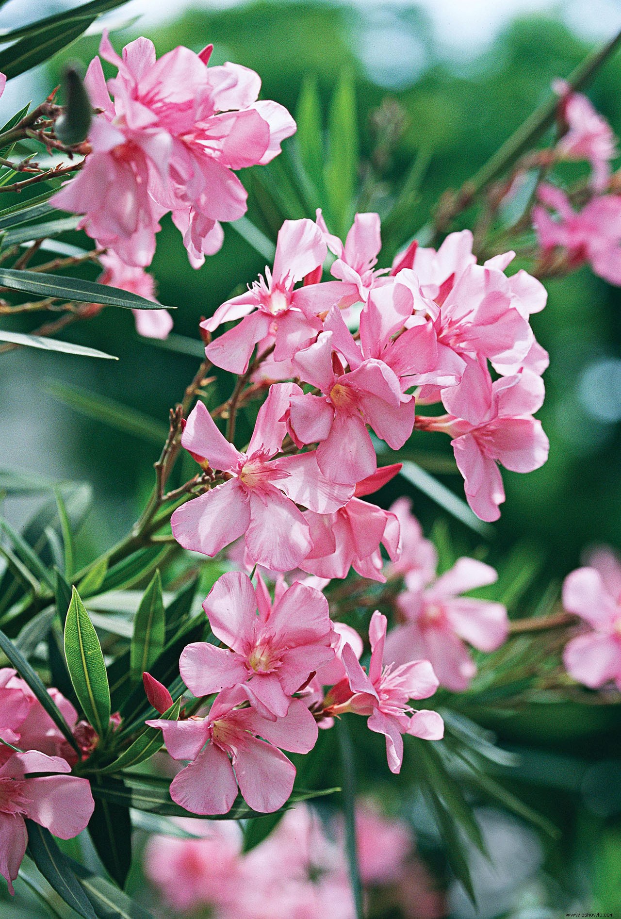 8 plantas de jardín bonitas pero peligrosas para cultivar con precaución 