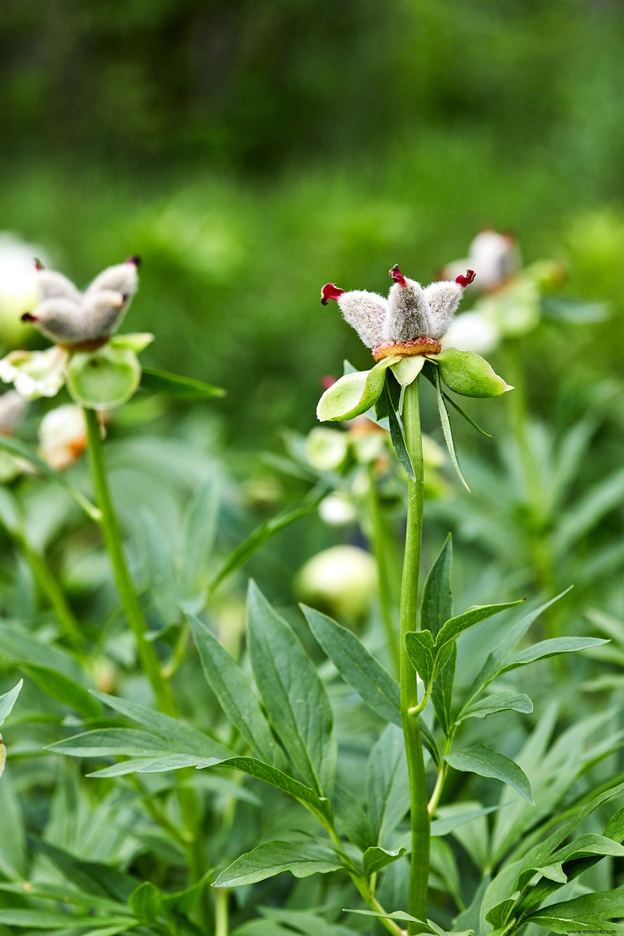 Cultiva las peonías más hermosas con estos consejos imprescindibles 