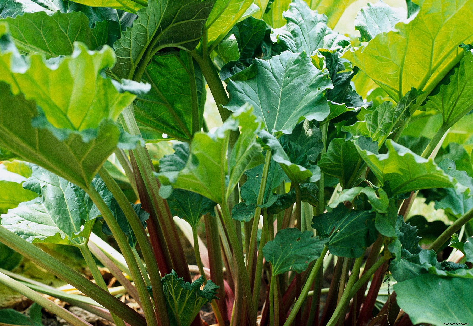 8 plantas de jardín bonitas pero peligrosas para cultivar con precaución 