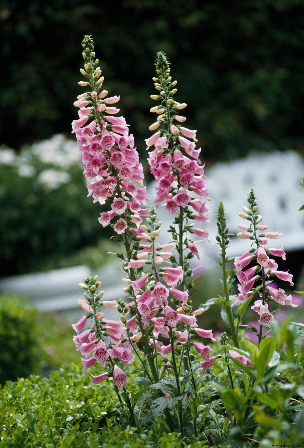 8 plantas de jardín bonitas pero peligrosas para cultivar con precaución 